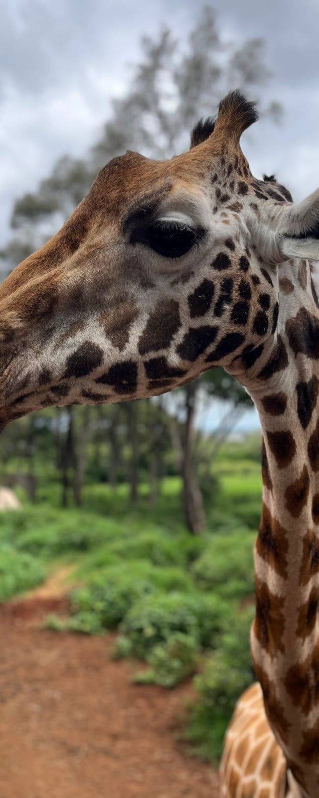 Giraffe Centre in Nairobi