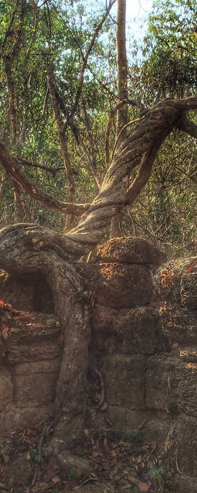 Ta Prohm in Siem Reap