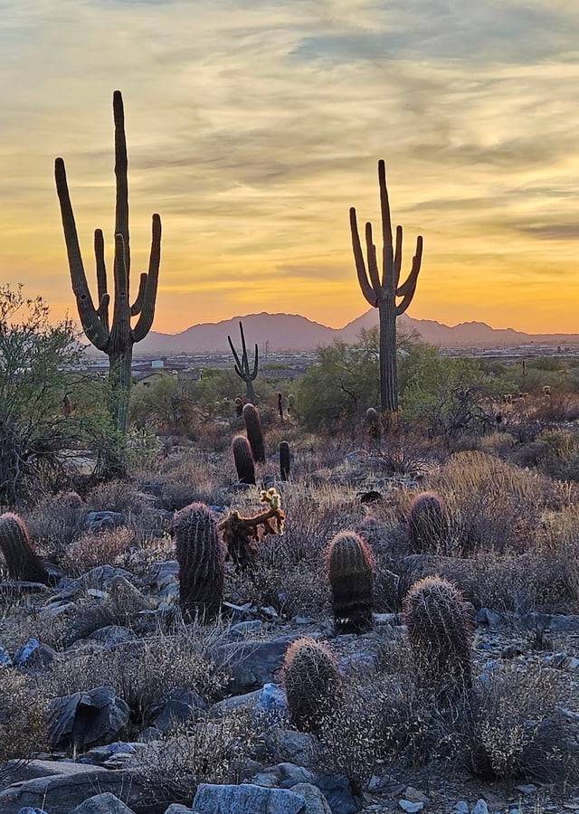 McDowell Sonoran Preserve in Scottsdale