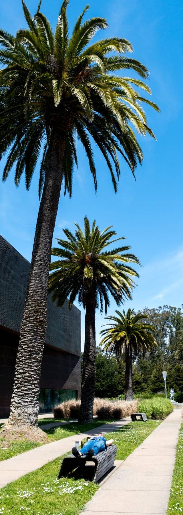 de Young Museum in San Francisco
