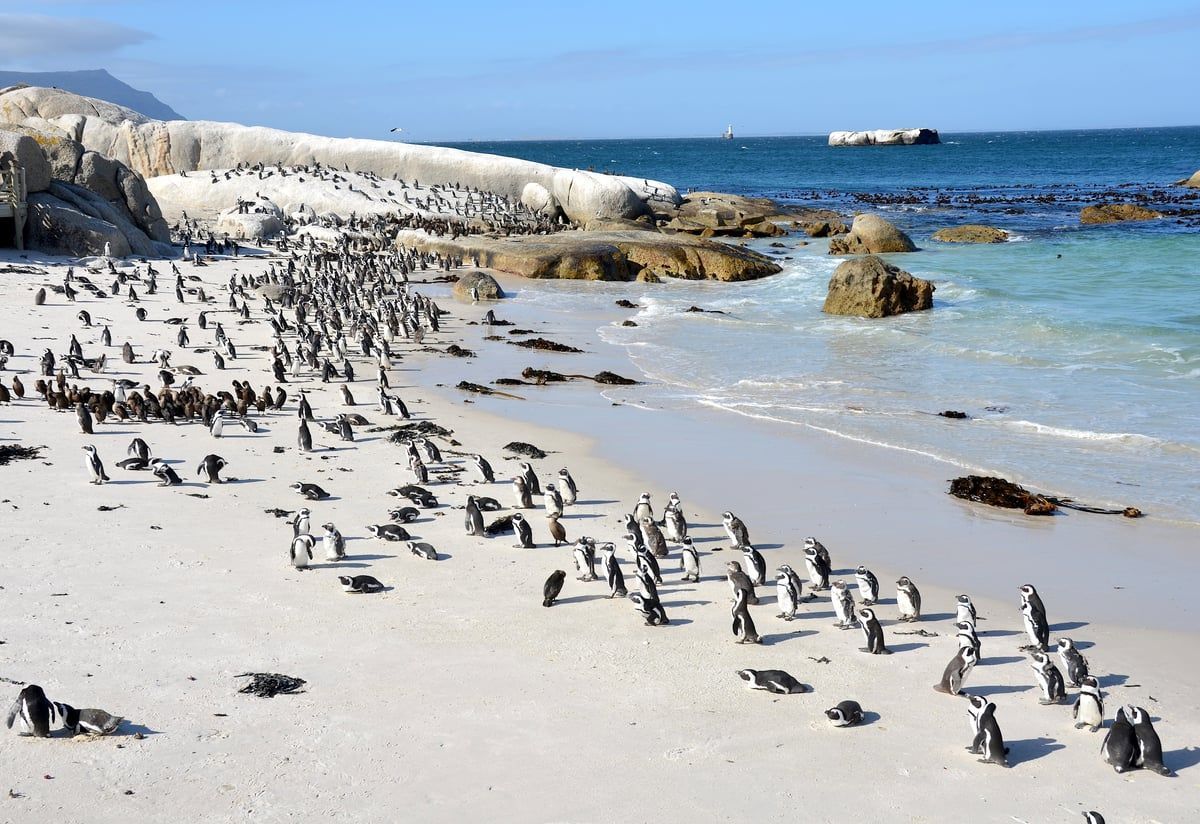 Boulders Beach in Cape Town