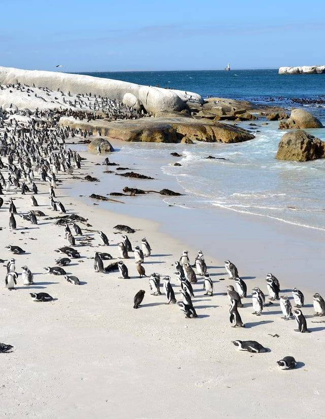 Boulders Beach in Cape Town