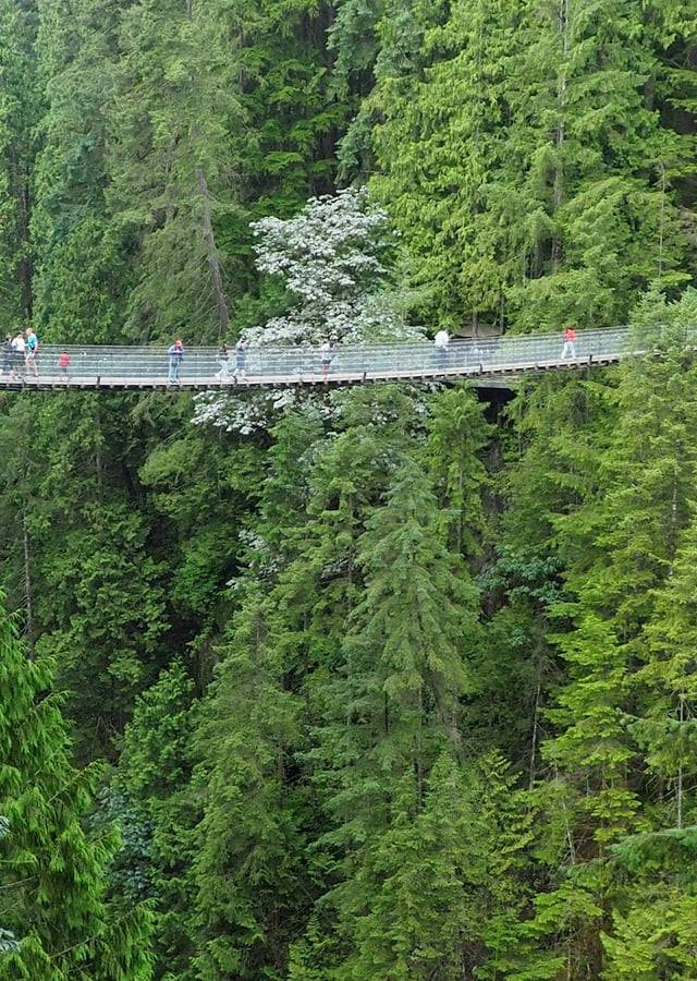 Capilano Suspension Bridge Park in Vancouver