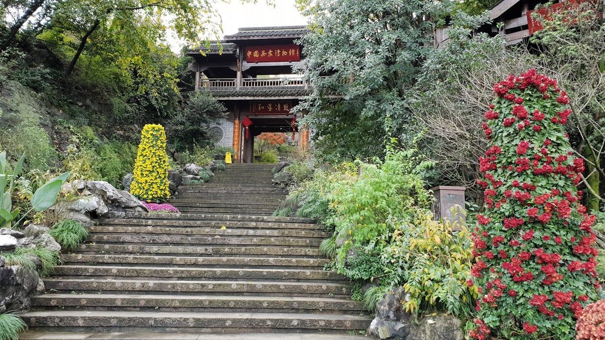 Longjing Tea Fields and China National Tea Museum in Hangzhou