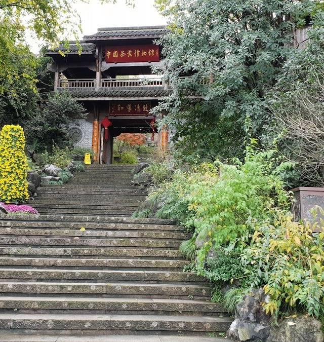 Longjing Tea Fields and China National Tea Museum in Hangzhou
